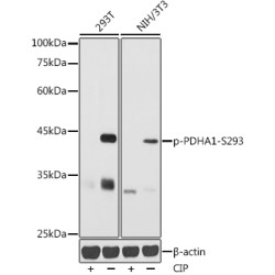 Phospho-PDHA1-S293 Rabbit pAb