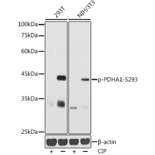 Phospho-PDHA1-S293 Rabbit pAb