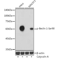 Phospho-Beclin 1-Ser90 Rabbit pAb