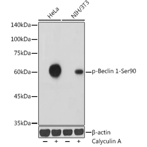 Phospho-Beclin 1-Ser90 Rabbit pAb