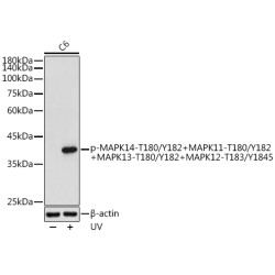Phospho-MAPK14-T180/Y182+MAPK11-T180/Y182+MAPK13-T180/Y182+MAPK12-T183/Y1845  Rabbit pAb