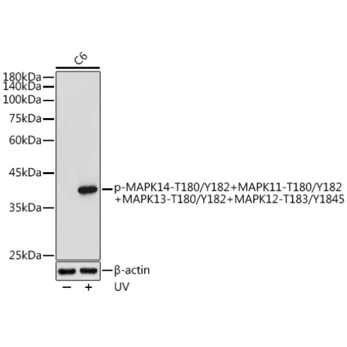 Phospho-MAPK14-T180/Y182+MAPK11-T180/Y182+MAPK13-T180/Y182+MAPK12-T183/Y1845  Rabbit pAb
