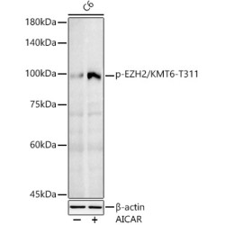 Phospho-EZH2/KMT6-T311 Rabbit pAb