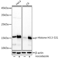 Phospho-Histone H3.3-S31 Rabbit mAb