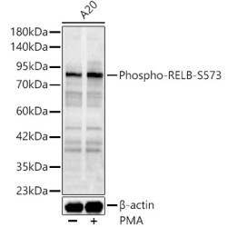 Phospho-RELB-S573 Rabbit pAb