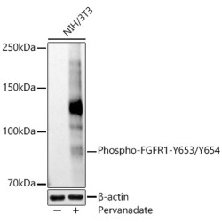Phospho-FGFR1-Y653/Y654 Rabbit pAb