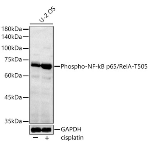 Phospho-NF-kB p65/RelA-T505 Rabbit pAb