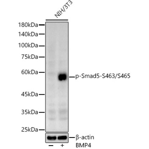 Phospho-Smad5-S463/S465 Rabbit pAb