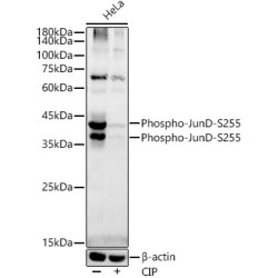 Phospho-JunD-S255 Rabbit mAb