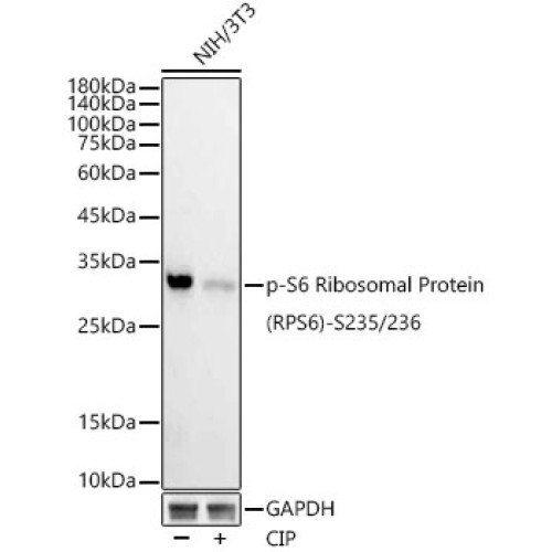 Phospho-S6 Ribosomal Protein (RPS6)-S235/236 Rabbit mAb