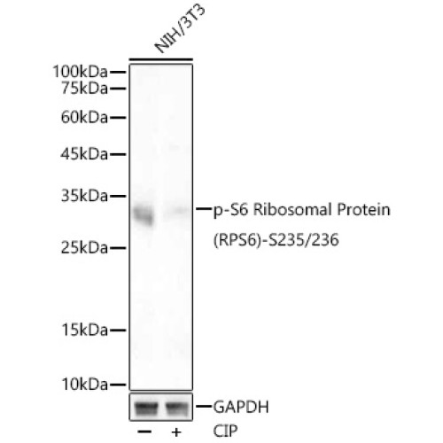 Phospho-S6 Ribosomal Protein (RPS6)-S235/236 Rabbit mAb