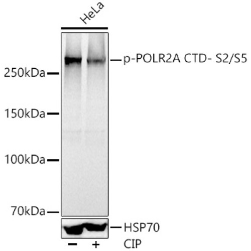 Phospho-POLR2A CTD- S2/S5 Rabbit pAb