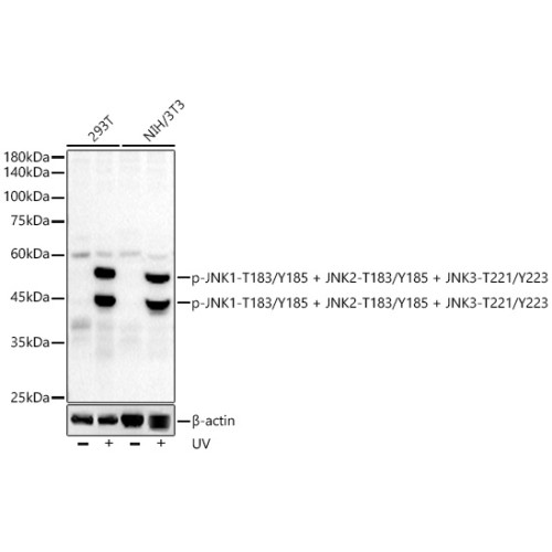Phospho-JNK1-T183/Y185 + JNK2-T183/Y185 + JNK3-T221/Y223 Rabbit mAb