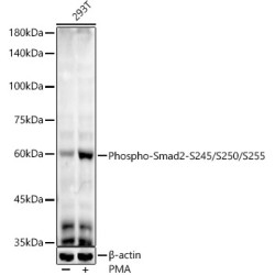 Phospho-Smad2-S245/S250/S255 Rabbit mAb
