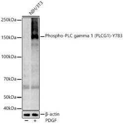 Phospho-PLC gamma 1 (PLCG1)-Y783 Rabbit mAb