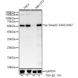 Phospho-Smad2-S465/S467 Rabbit mAb