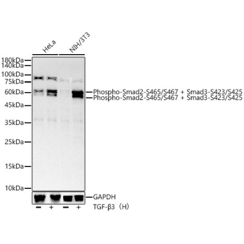 Phospho-Smad2-S465/S467 + Smad3-S423/S425 Rabbit mAb