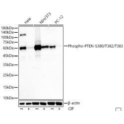 Phospho-PTEN-S380/T382/T383 Rabbit mAb