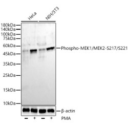 Phospho-MEK1/MEK2-S217/S221 Rabbit mAb
