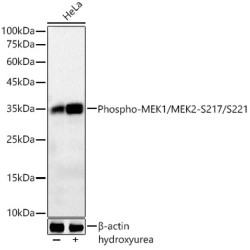 Phospho-CDK1-Y15 Rabbit mAb