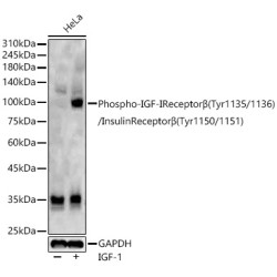 Phospho-IGF-IReceptorβ(Tyr1135/1136)/InsulinReceptorβ(Tyr1150/1151) Rabbit pAb