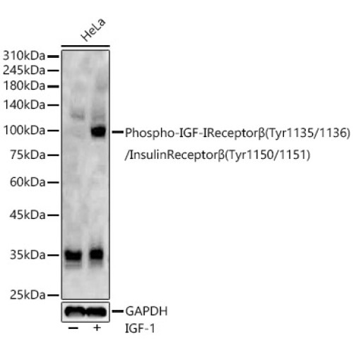 Phospho-IGF-IReceptorβ(Tyr1135/1136)/InsulinReceptorβ(Tyr1150/1151) Rabbit pAb