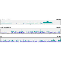 Phospho-Rpb1 CTD-S2/S5 Rabbit mAb