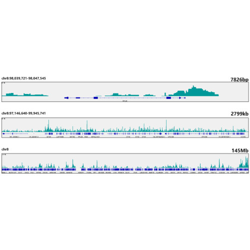 Phospho-Rpb1 CTD-S2/S5 Rabbit mAb
