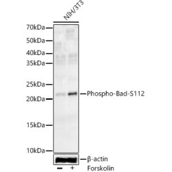 Phospho-Bad-S112 Rabbit mAb