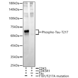Phospho-Tau-T217 Rabbit mAb