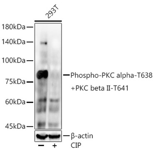 Phospho-PKC alpha-T638 + PKC beta II-T641 Rabbit mAb