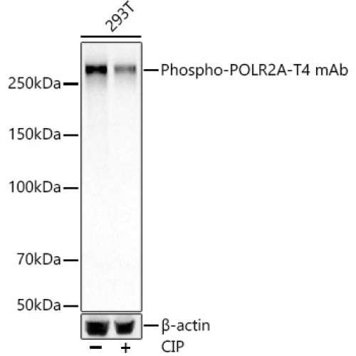 Phospho-Rpb1 CTD-T4 Rabbit mAb