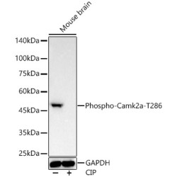 Phospho-Camk2-T286 Rabbit mAb