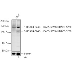 Phospho-HDAC4-S246 + HDAC5-S259 + HDAC9-S220 Rabbit mAb