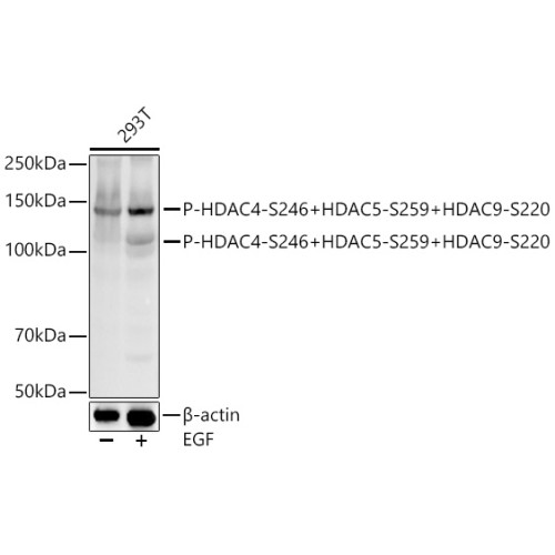 Phospho-HDAC4-S246 + HDAC5-S259 + HDAC9-S220 Rabbit mAb