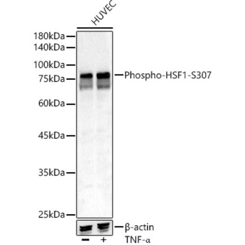 Phospho-HSF1-S307 Rabbit pAb