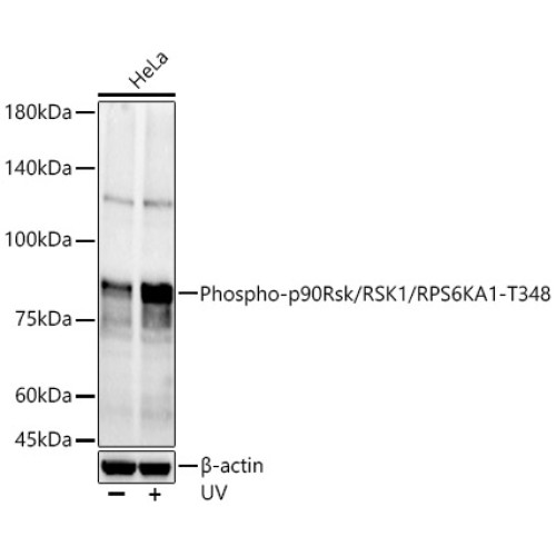 Phospho-p90Rsk/RSK1/RPS6KA1-T348 Rabbit pAb