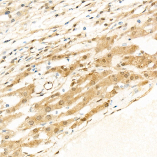 phospho-YAP1-S127 Rabbit mAb