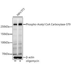 Phospho-Acetyl CoA Carboxylase-S79 Rabbit pAb