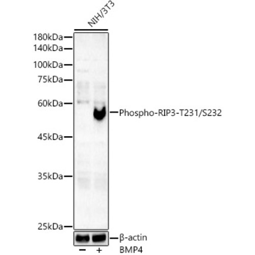 Phospho-Smad5-S465 Rabbit mAb
