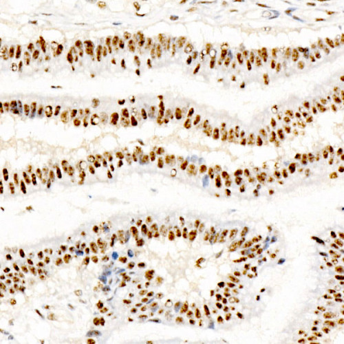 Phospho-CREB1-S133 Rabbit mAb