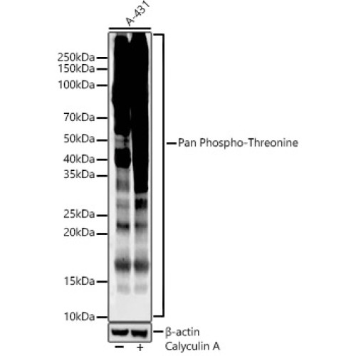 Pan Phospho-Threonine Rabbit mAb
