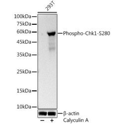 Phospho-Chk1-S280 Rabbit mAb