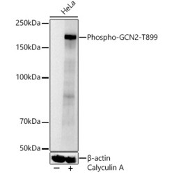 Phospho-GCN2-T899 Rabbit pAb