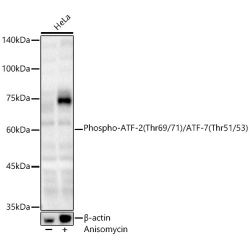 Phospho-ATF-2 (Thr69/71)/ATF-7 (Thr51/53) Rabbit pAb