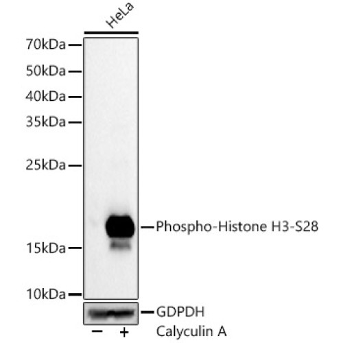 Phospho-Histone H3-S28 Rabbit mAb