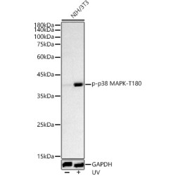 Phospho-p38 MAPK-T180 Rabbit pAb