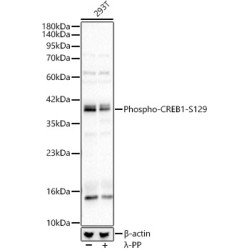 Phospho-CREB1-S129 Rabbit pAb
