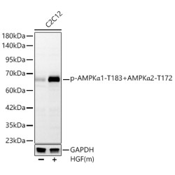 Phospho-AMPKα1-T183+AMPKα2-T172 Rabbit mAb