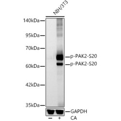 Phospho-PAK2-S20 Rabbit mAb